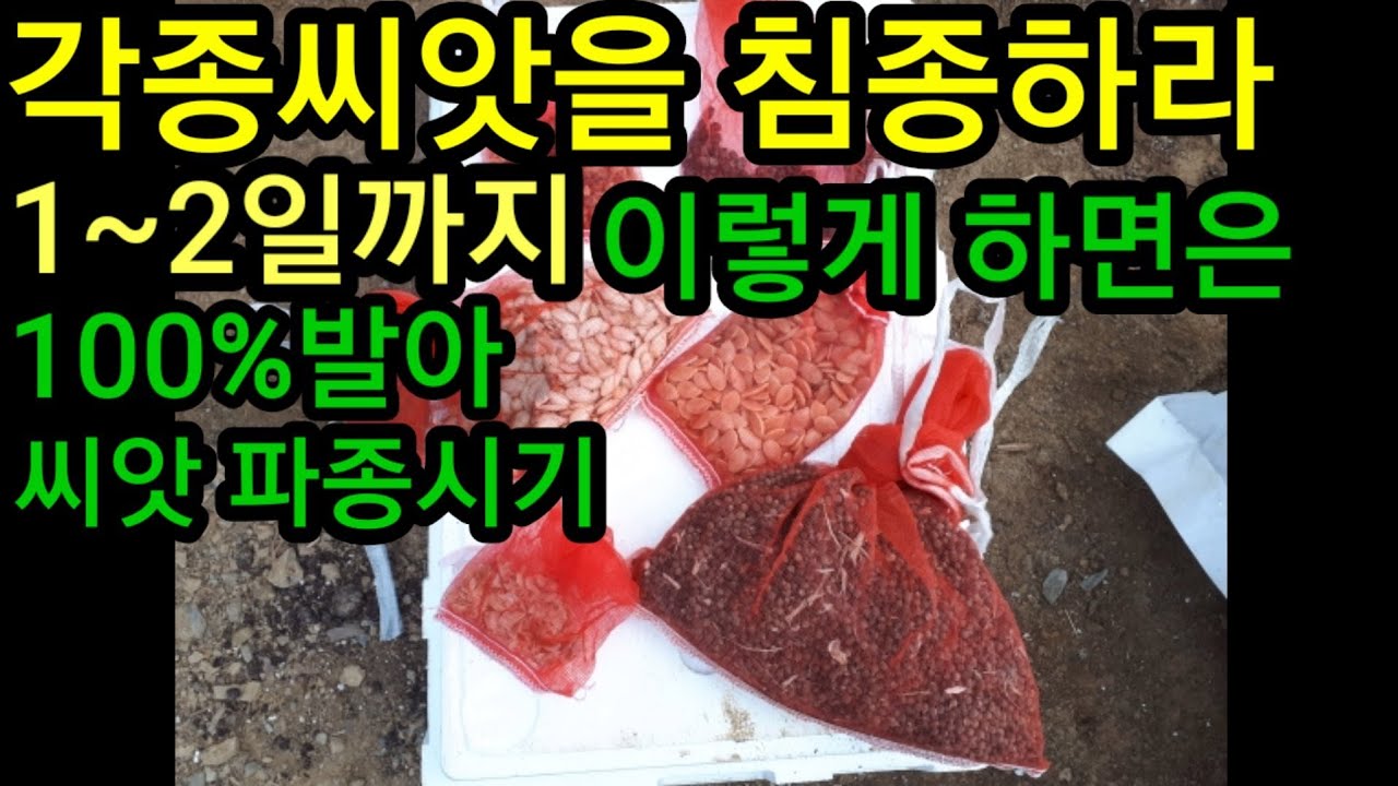 각종씨앗이렇게하면 100%발아