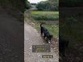 糸島市の山奥で迷い犬を見つけました　心当たりありすか？2026/05/03