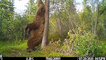 Yukon Grizzly || ViralHog