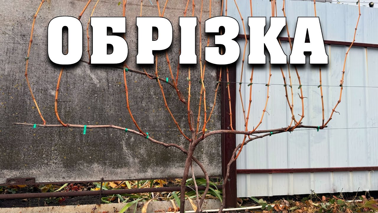 Найпростіший метод обрізки винограду. Підійде для будь-якого сорту винограду