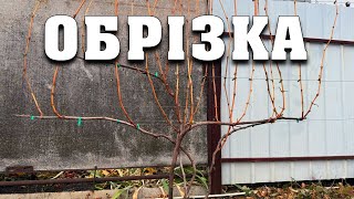 картинка: Найпростіший метод обрізки винограду. Підійде для будь-якого сорту винограду