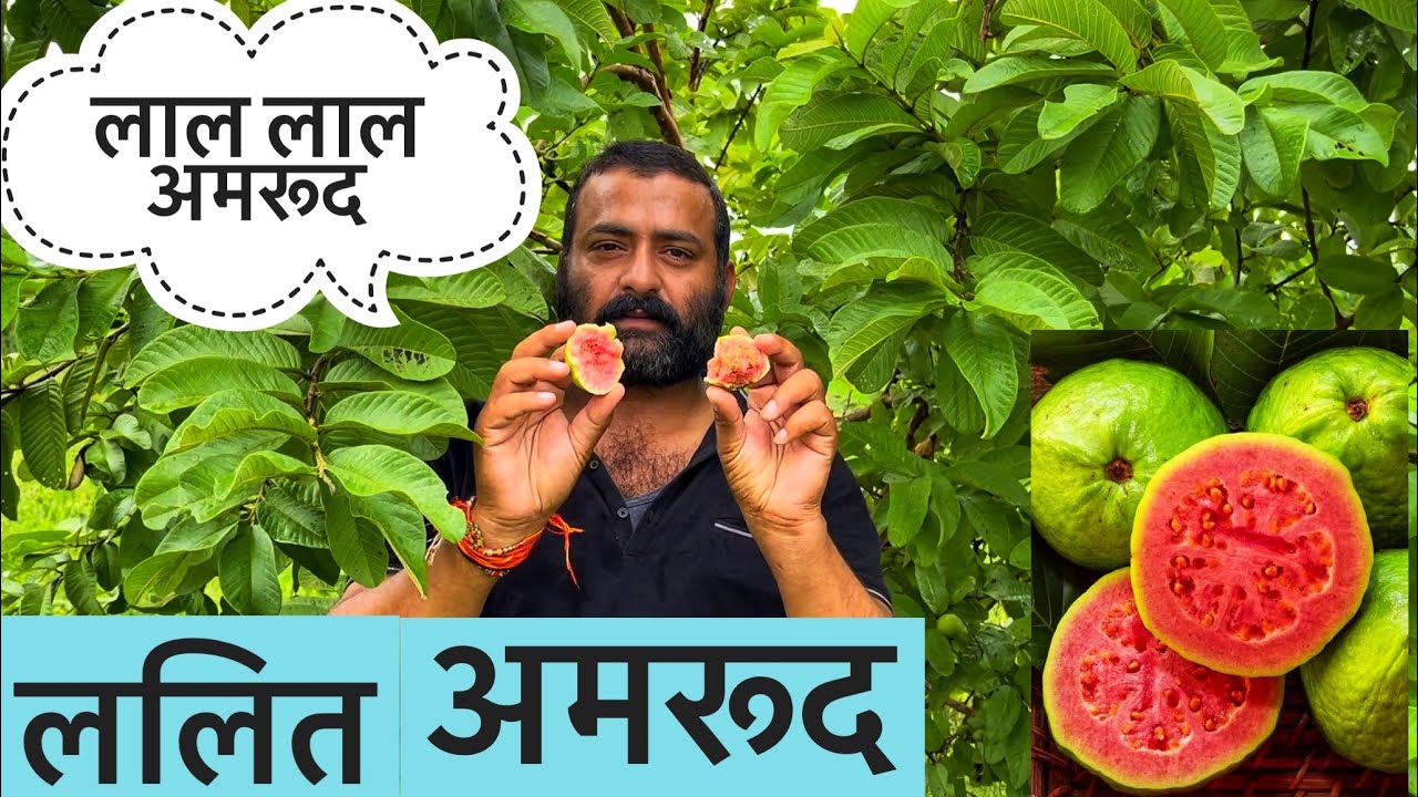 Lalit Guava | Lalit Amrood | Red Guava | Laal Amrood | Amrud | Amrood | Laal Amrud | Amrud Ki Kheti