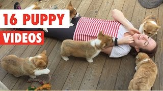 16 Funny Puppy Videos Compilation 2016