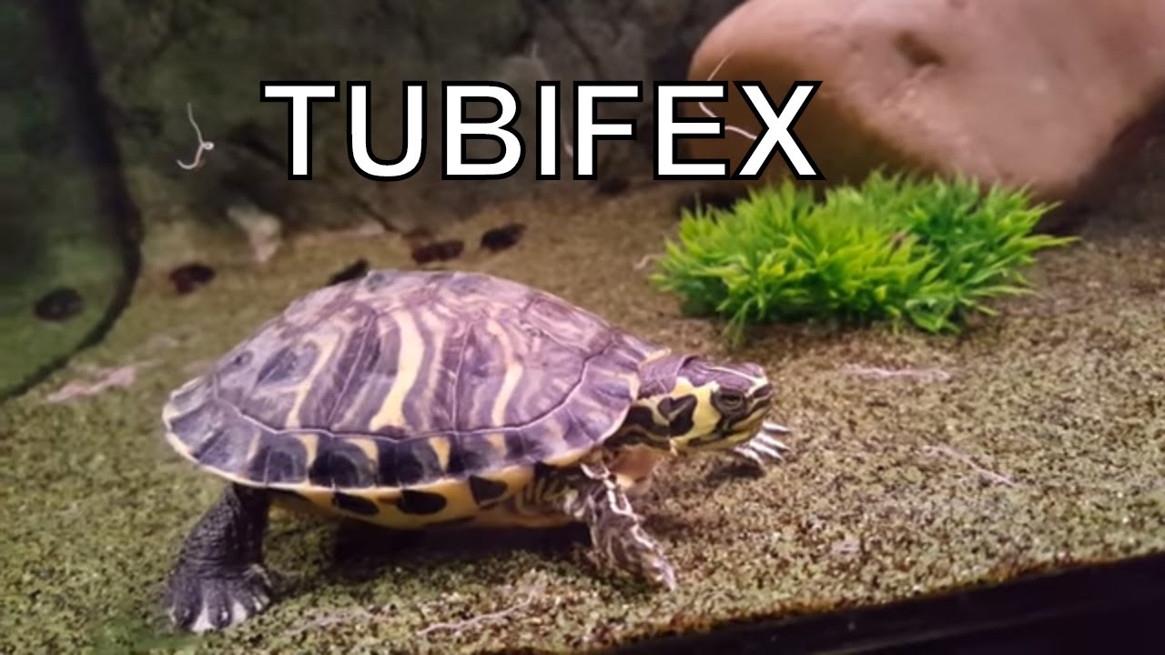 Geelbuik schildpadden eten Tubifex