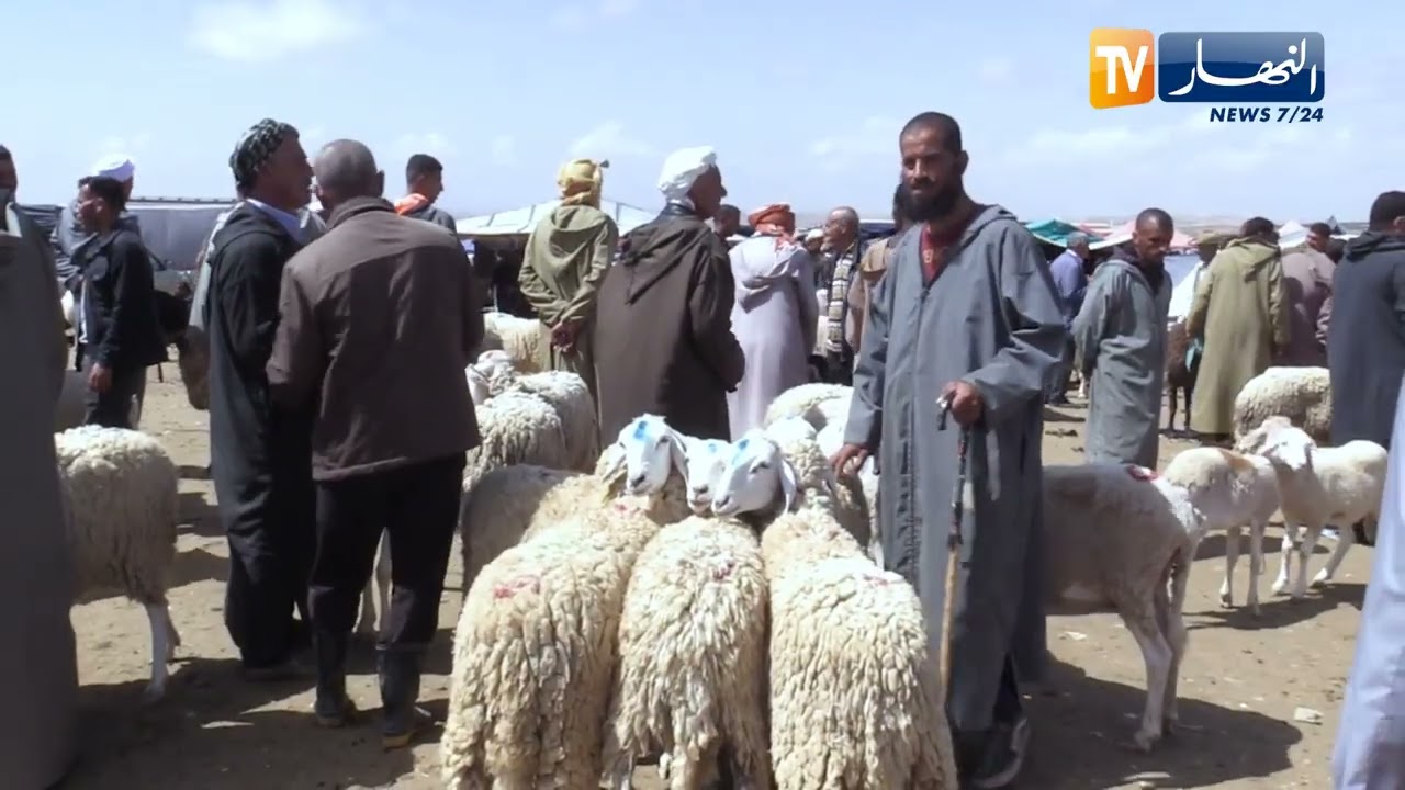 تيسمسيلت: ركود في أسواق بيع المواشي بسبب إرتفاع الأسعار