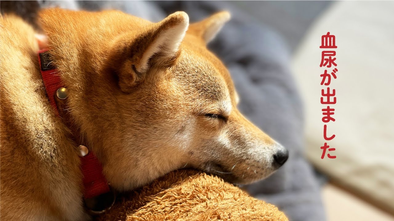 突然の血尿に動揺 動物病院へ行きました 柴犬 こまめ 膀胱炎の症状 治療 経過 Youtube