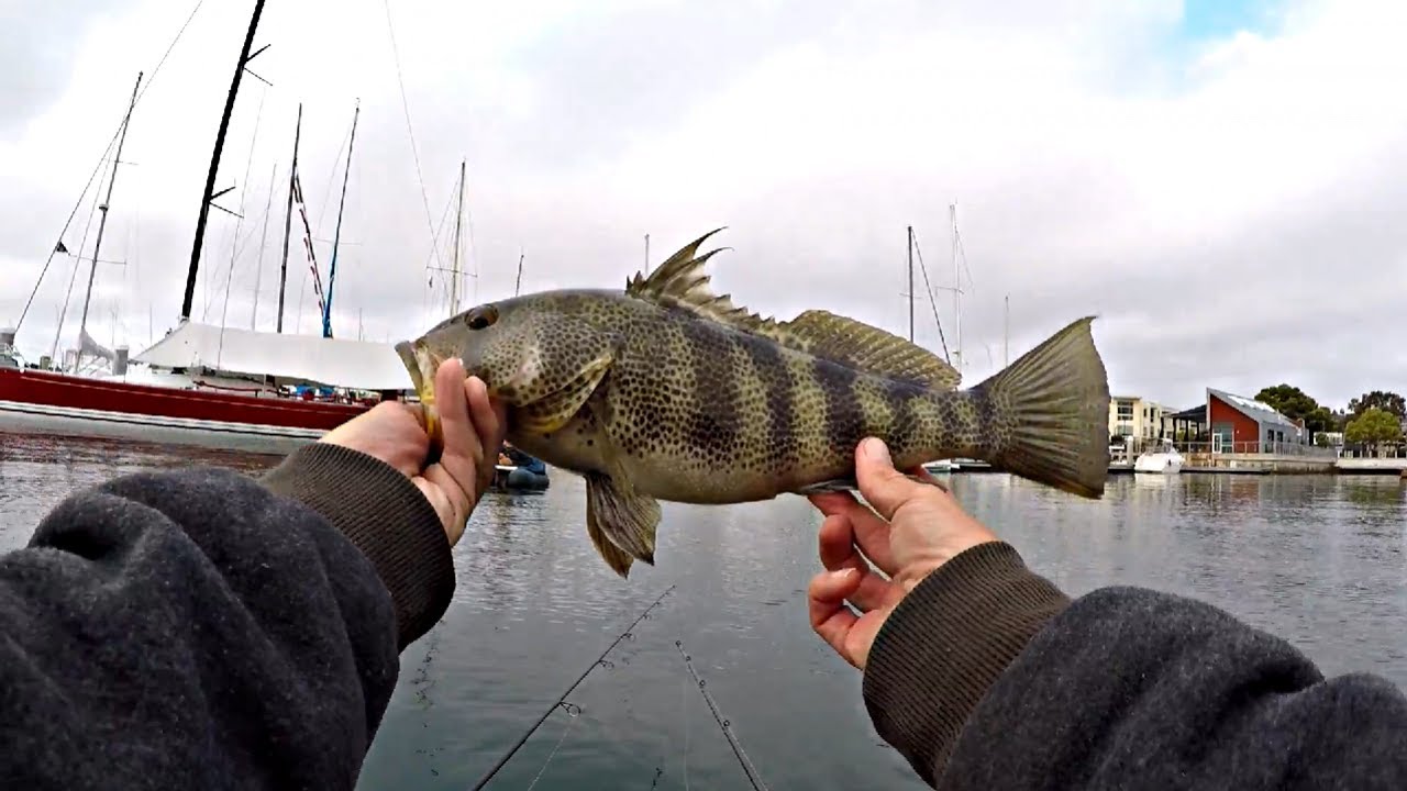 Float Tubing San Diego Bay For Spotted Bay Bass! YouTube