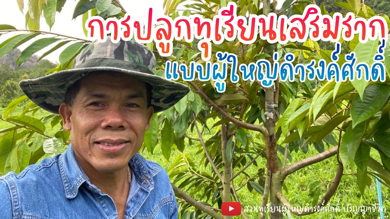 การปลูกทุเรียนเสริมราก แบบผู้ใหญ่ดำรงค์ศักดิ์ | EP.8