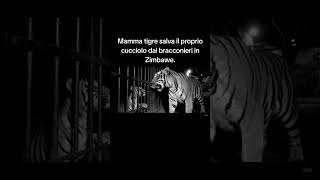 ai ai ia animals animal viral viral