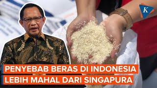 Mendagri Beberkan Alasan Harga Beras RI Lebih Mahal dari Singapura