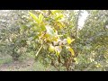 Beautiful scenery garden / guava garden / beautiful natural beauty