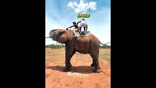 Celebrity iShowSpeed thinks he did the first backflip on an Elephant🤐🥶 Net Worth