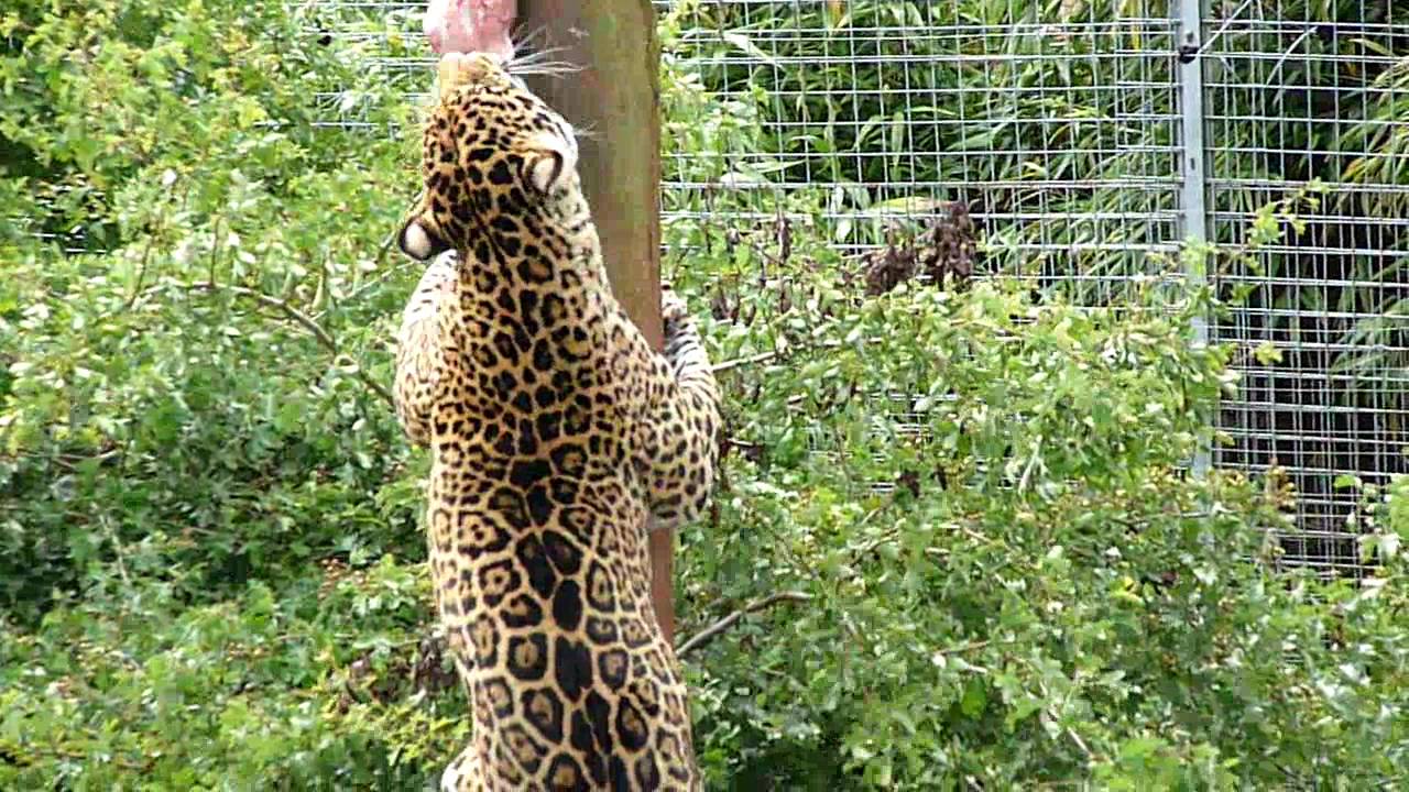 SPOTTED JAGUAR GETTING FED AT THE ZOO-HD - YouTube