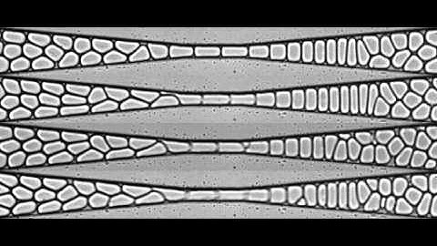 Break-up of drops in a concentrated emulsion