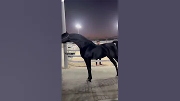 حصان عربي اصيل ادهم تبارك الله 