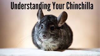 Understanding Your Chinchilla's Behaviour
