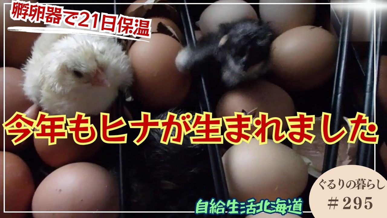 A chick is born via artificial incubation [Life at Gururi #295] We