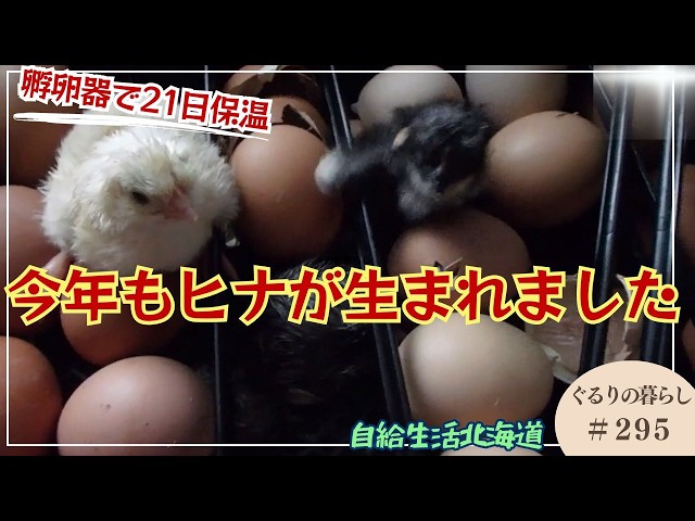 A chick is born via artificial incubation [Life at Gururi #295] We