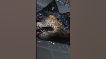 Thumbnail of GTA 5:Franklins dog (Chop) died #gta #gta5