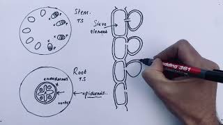 A Level Biology - Translocation in Phloem (mass flow)