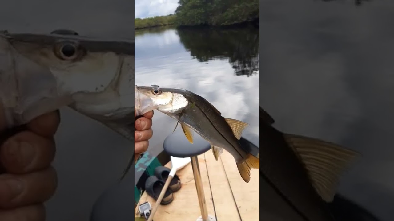 Robalo Peva, Robalo Flécha e Xarelete 