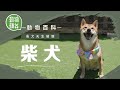 動物百科—日本柴犬同秋田犬點樣分？ 幼年期注意犬隻訓練防護食攻擊問題#動物蘋台－果籽 香港 Apple Daily—原刊日期：20201007