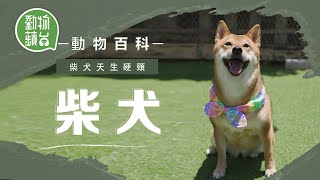 日本柴犬同秋田犬點樣分 幼年期注意犬隻訓練防護食攻擊問題 #動物百科 #動物蘋台果籽 香港 Apple Daily—原刊日期20201007