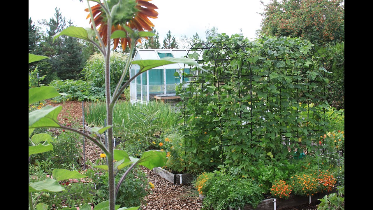 Choose Your Best Vegetable Garden Site (2026) #6