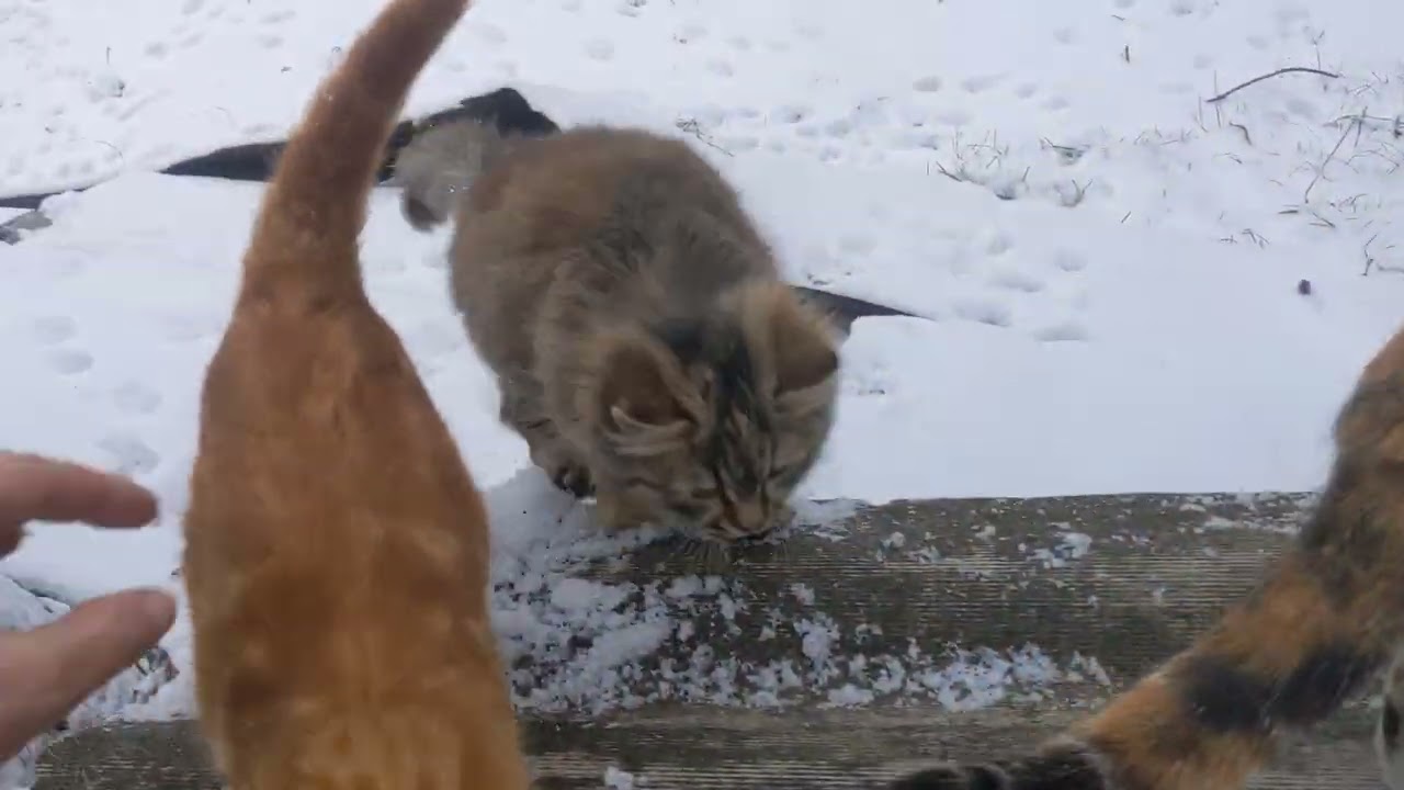 Як мене зловили ТЦК