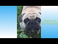 Cute pets funny compilation  funpet 1080p
