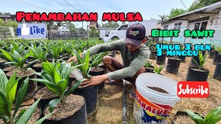Adding mulch to superior oil palm seedlings