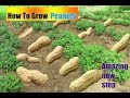 طريقه جديده  لزراعه الفول السوداني |الجيران مش مصدقين How To Grow,Peanuts