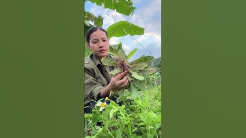 Cây cúc chỉ thiên rất tốt cho những người viêm xoang,viêm họng #thaoduoc