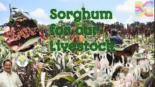 Part1 Sorghum for livestock and poultry farming | sorghum silage Philippines | Sec. Manny Piñol