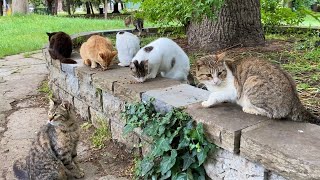 Poor Hungry Cats living in the park. These Cats are incredibly beautiful.