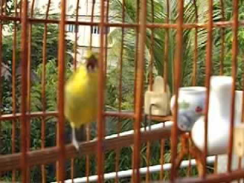 pleci dada kuning