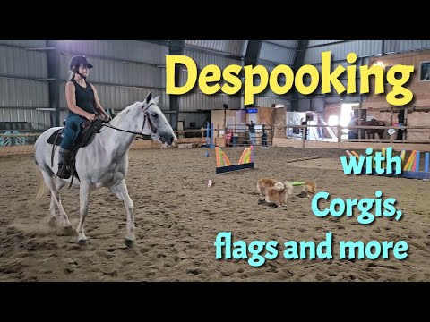 From Spooky to Steady — Confidence-Building Trail Training