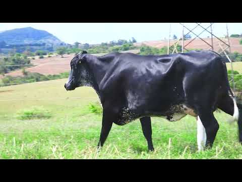 LOTE 11 7629CC