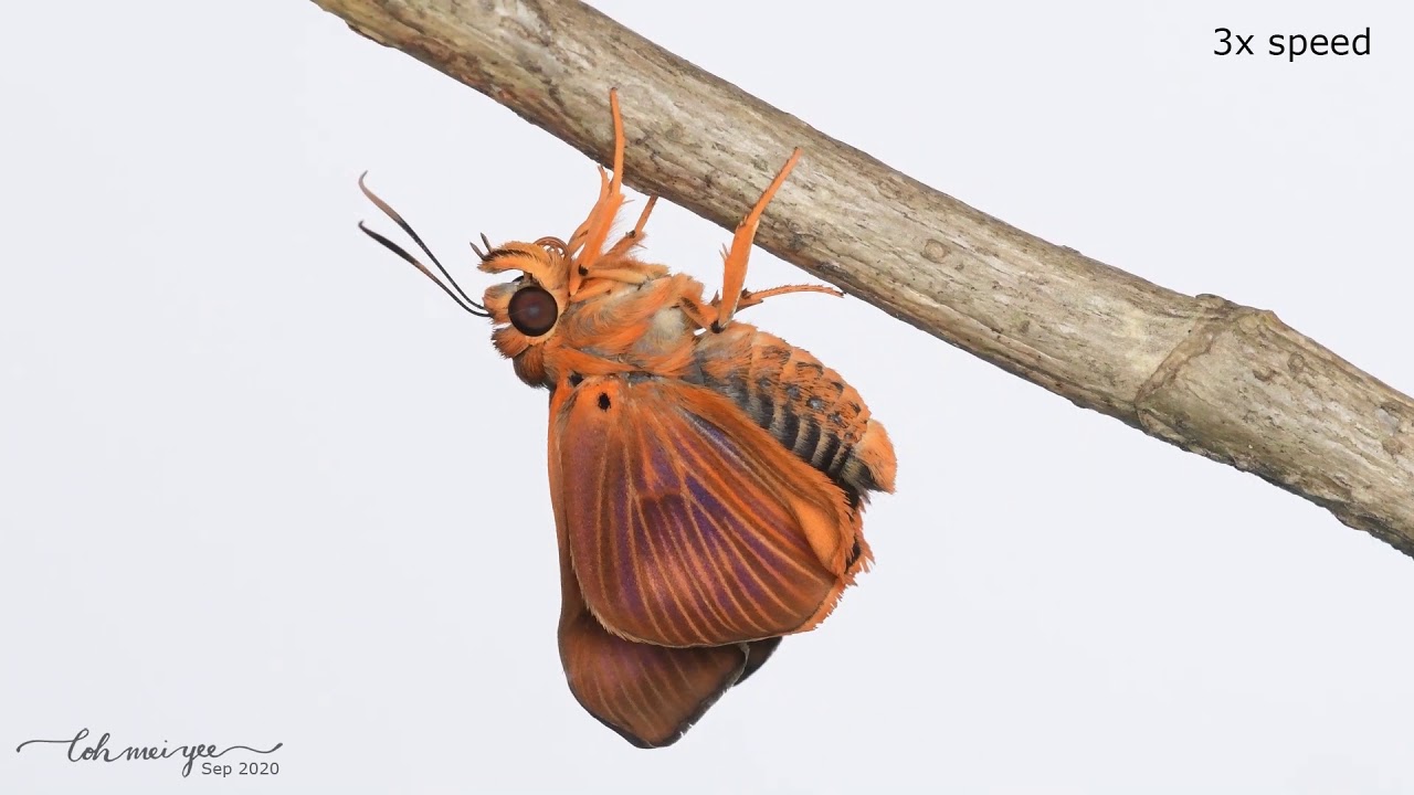 Eclosion of the Orange Awlet (Burara harisa consobrina)