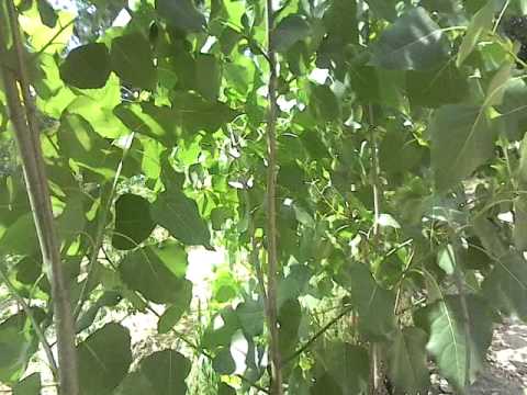 Popular Plants - YouTube