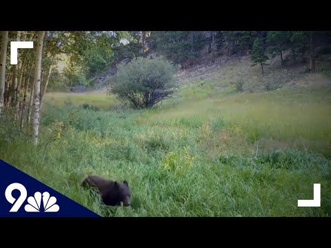 Colorado man seriously injured in bear attack, animal euthanized