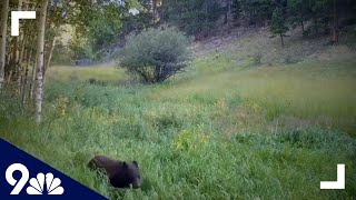 Colorado man seriously injured in bear attack, animal euthanized