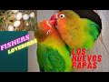 new baby lovebird/ recien nacido periquito de amor