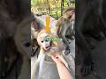 両親の元へ帰った子猿