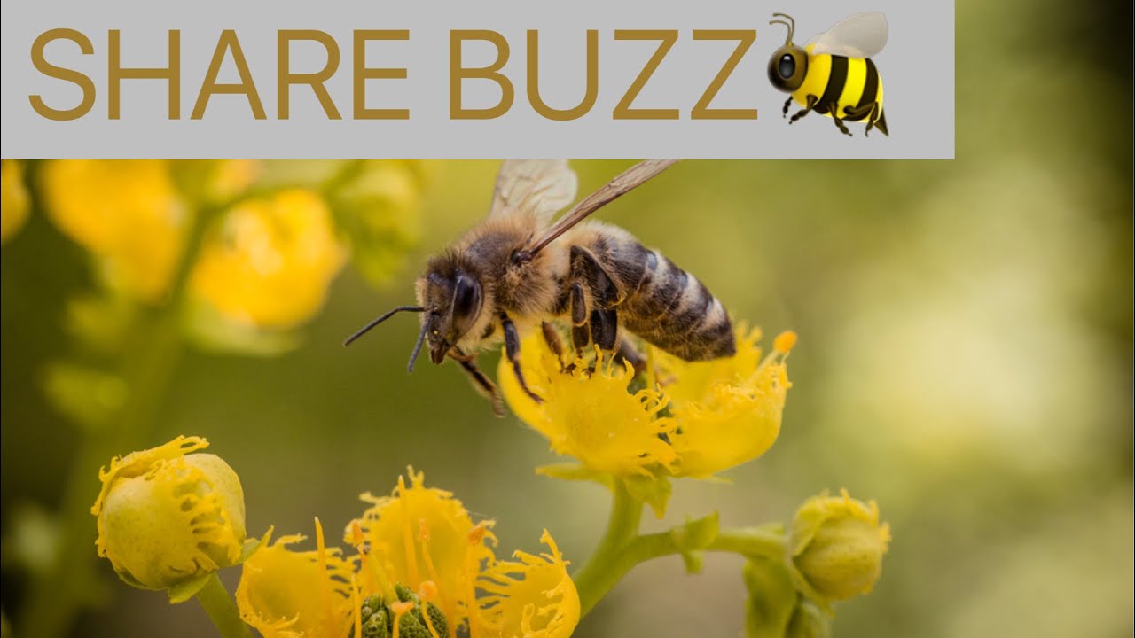 SHAREBUZZ! WHAT IS IT?