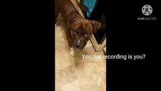 Milo With Captions Be Like