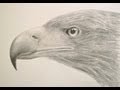 Cómo dibujar una cabeza de águila y sus texturas - Arte Divierte