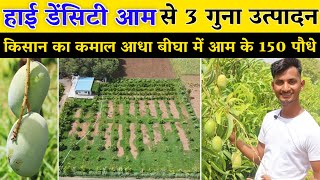 हाईडेनसिटी तकनीक से आधा बीघा में 150 आम के पौधे // High Density Mango Farming in India