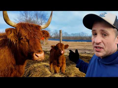 We've Got A New Baby Cow!