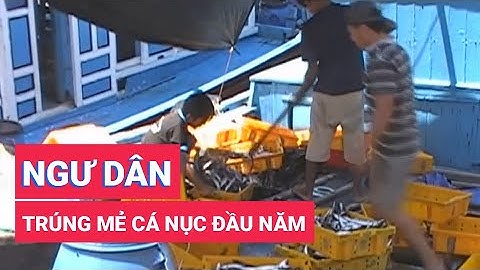 Ngư dân Khánh Hòa trúng cá nục đầu năm